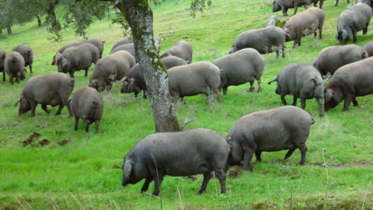 cereales porcino ibérico