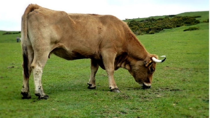 incorporación, asturias, anticipo PAC lengua azul