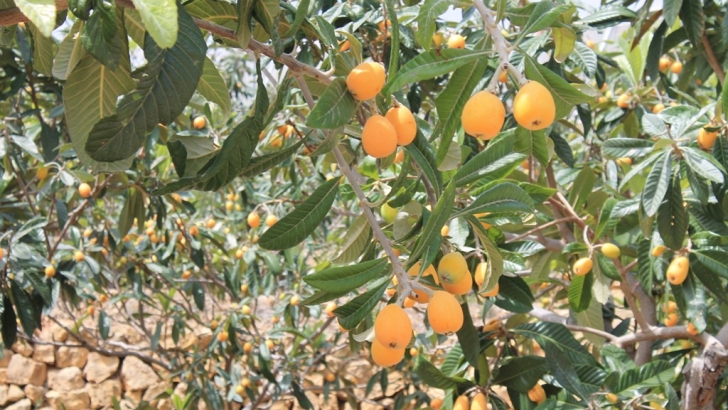 El níspero y la cereza pagan la cuenta de un temporal que calma el estrés hídrico del campo valenciano 3