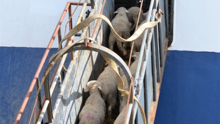 Las exportaciones agroalimentarias de la UE caen un 10% en agosto al situarse en 18.600 millones de euros