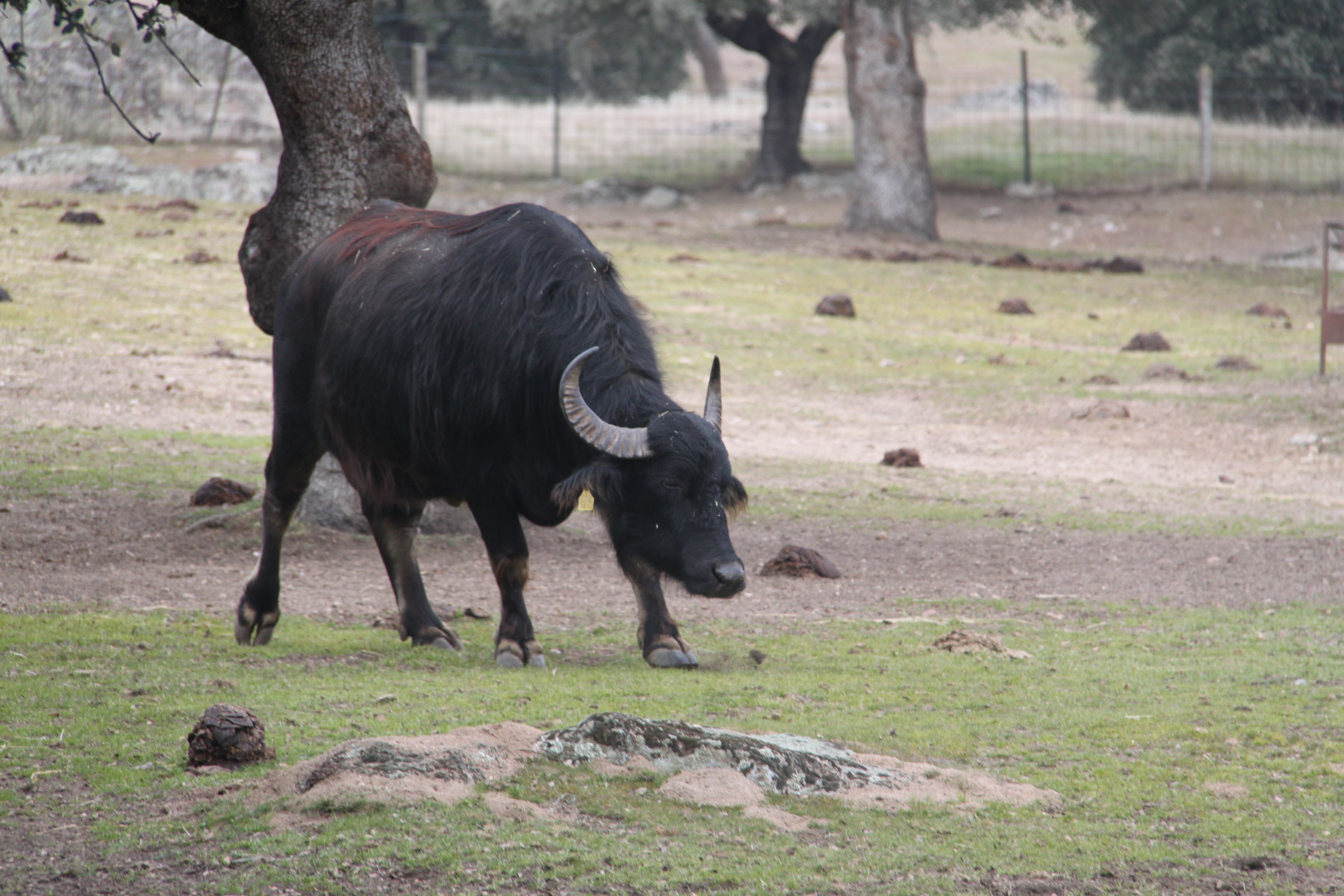 Los transportistas de Animales Vivos alerta sobre el riesgo de la Fiebre Aftosa y la necesidad de extremar las medidas de bioseguridad