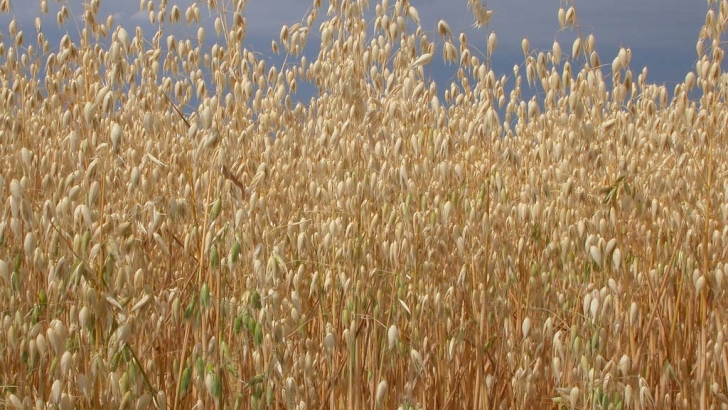trigo, avena bolsa de chicago avena, cereales