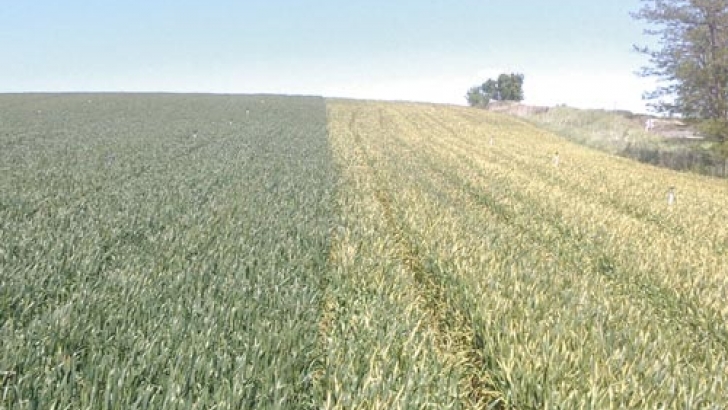 cereales, enfermedades, invierno