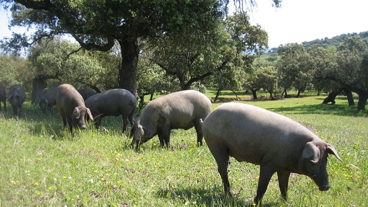 porcino ibérico cerdo