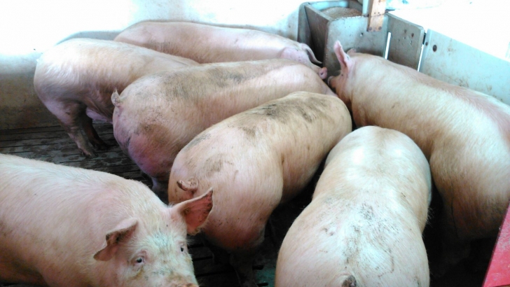 lechones, porcino, Matanzas Domiciliarias