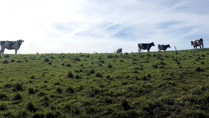 pac, cantabria, lengua azul