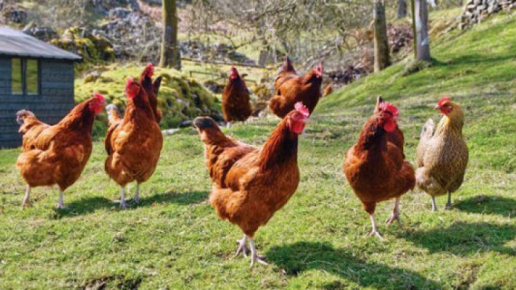 gallinas