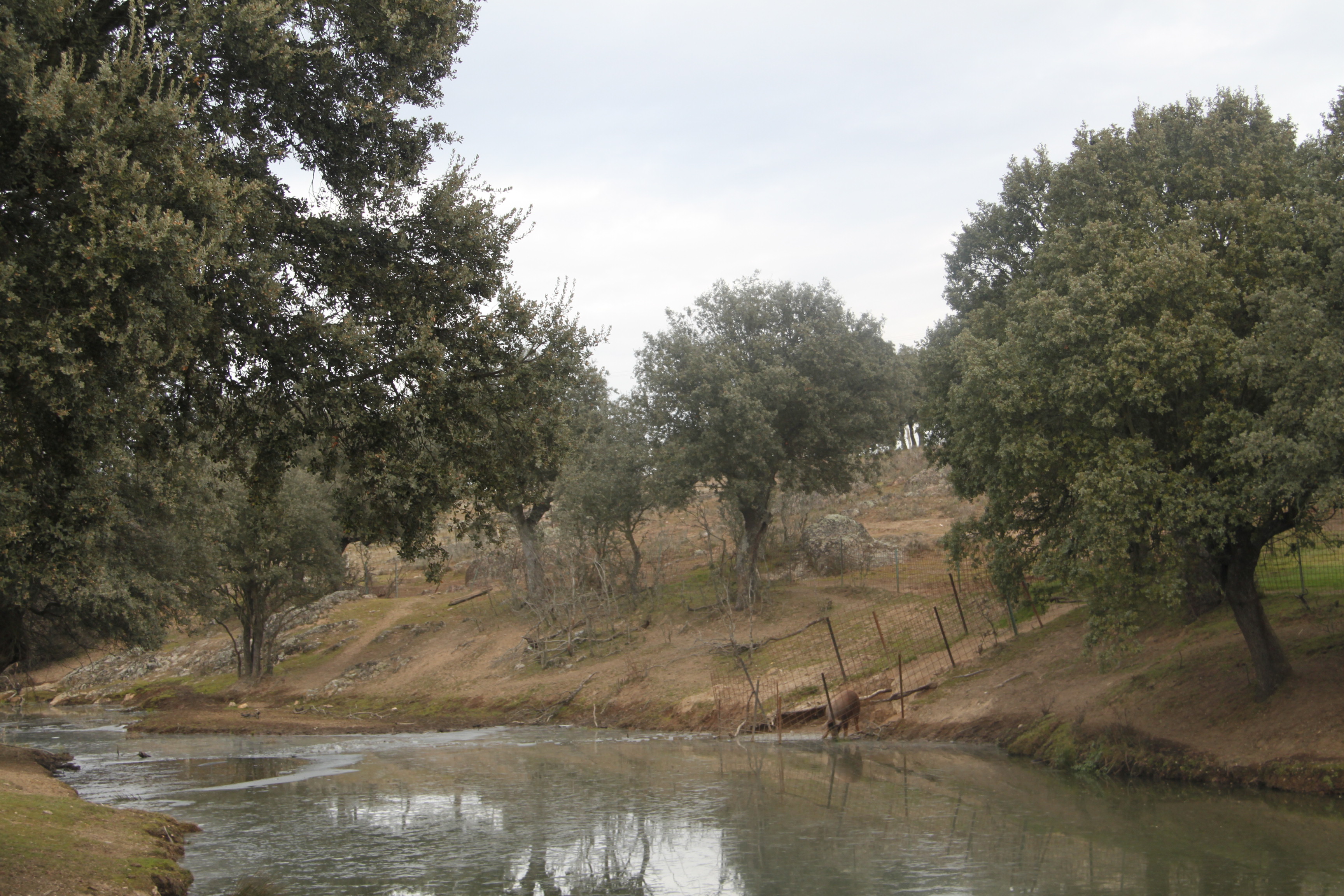cereales, lonjas, charcas, tuberculosis