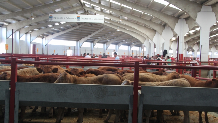 vacas, trigo, terneros, mercado, salamanca