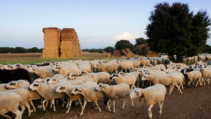ovejas, patata, lechazos