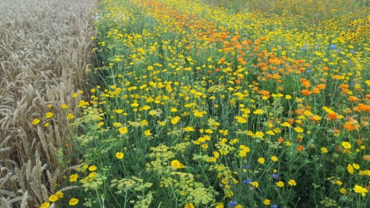 syngenta asaja