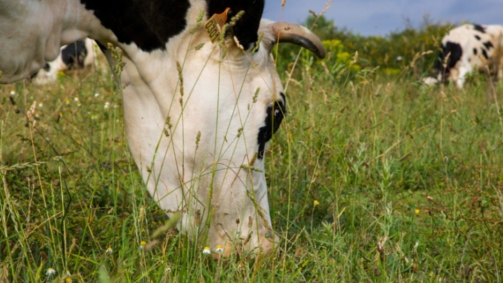 ayuntamiento de oviedo
