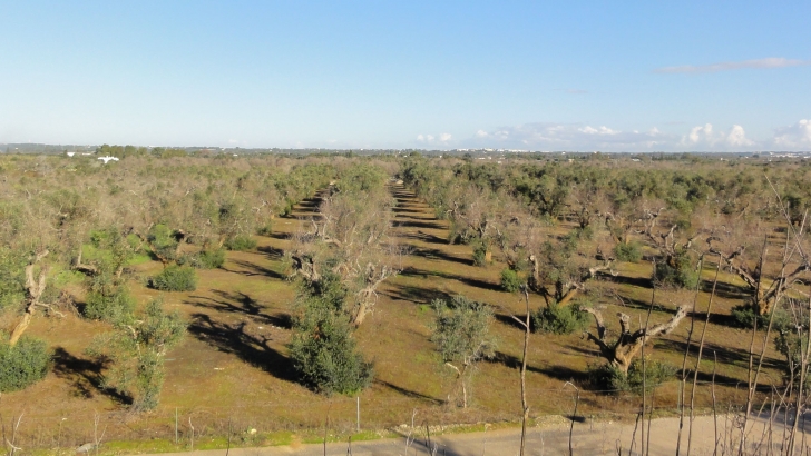xylella