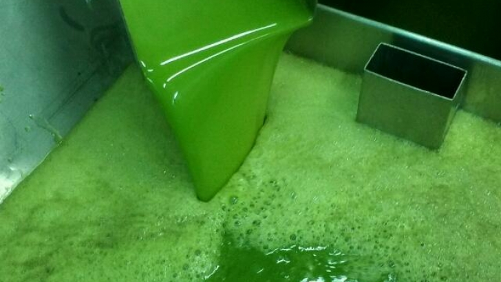 aceite, cooperativas,