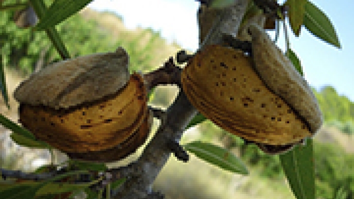 almendra, guardia civil, frutos de cáscara