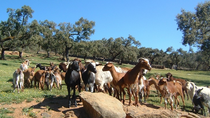 seguro, ganadero