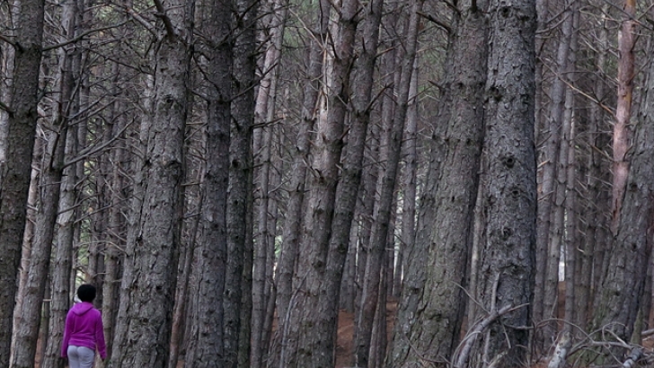 El comercio mundial de productos forestales experimenta un descenso del 12% en 2023