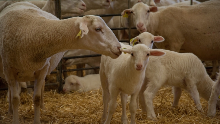 corderos, lechazos, cereales, salamanca