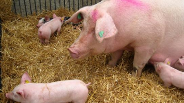 china, cierre de granjas porcino