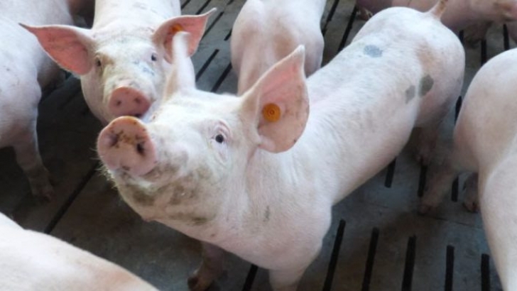 porcino, cereales, carne de porcino, cebada, cerdo