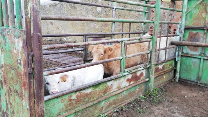 vacunación, legal, asaja