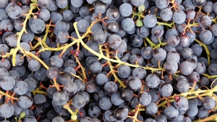 vino