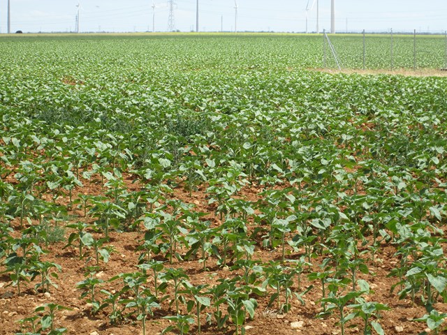 barcelona, girasol, lechones tostones