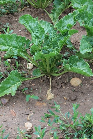 ucrania