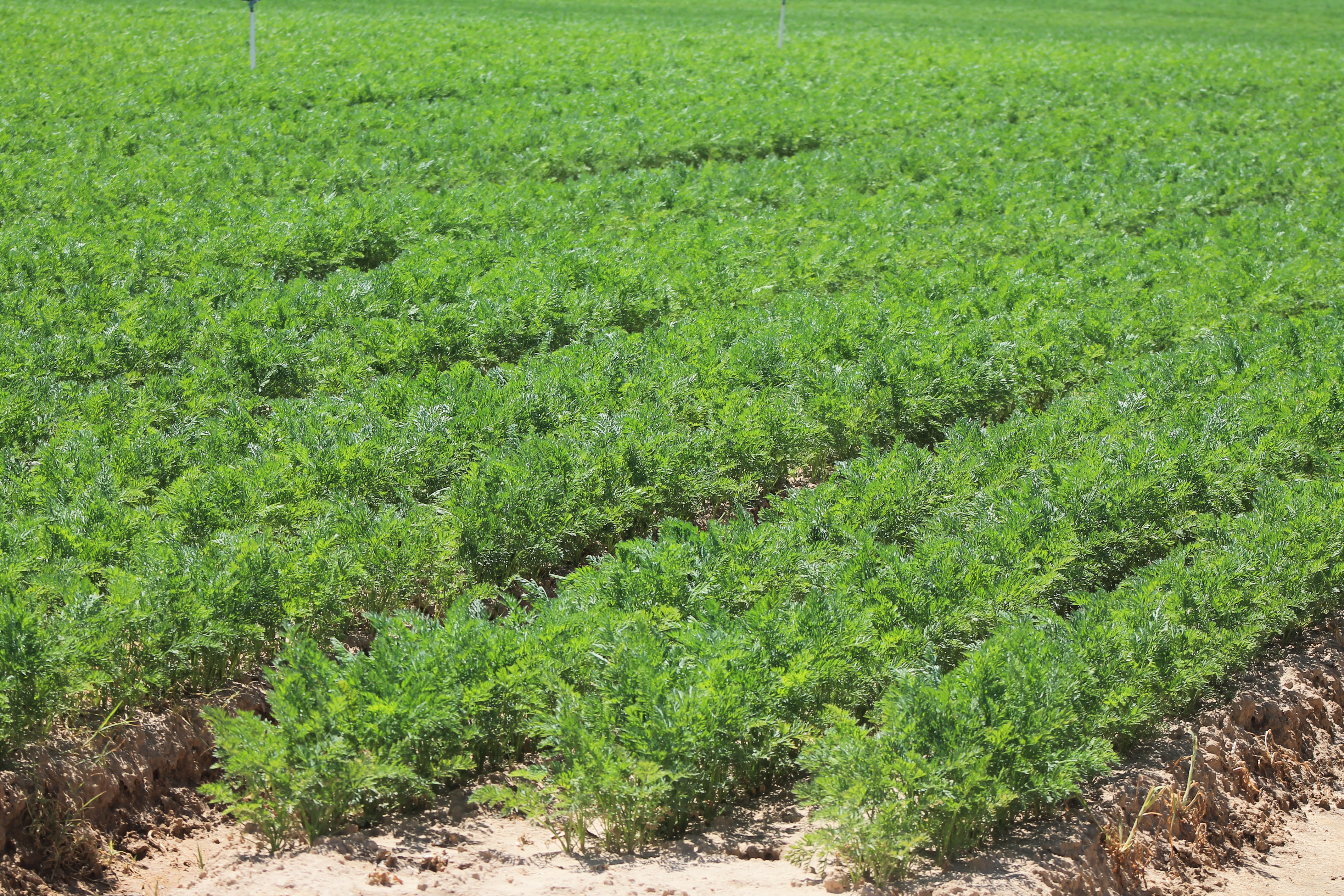 zanahorias, exportaciones