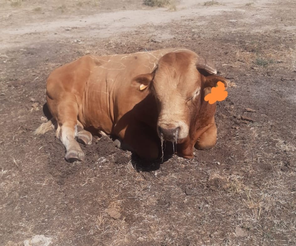 ehe, junta ehe animal muerto dueñas