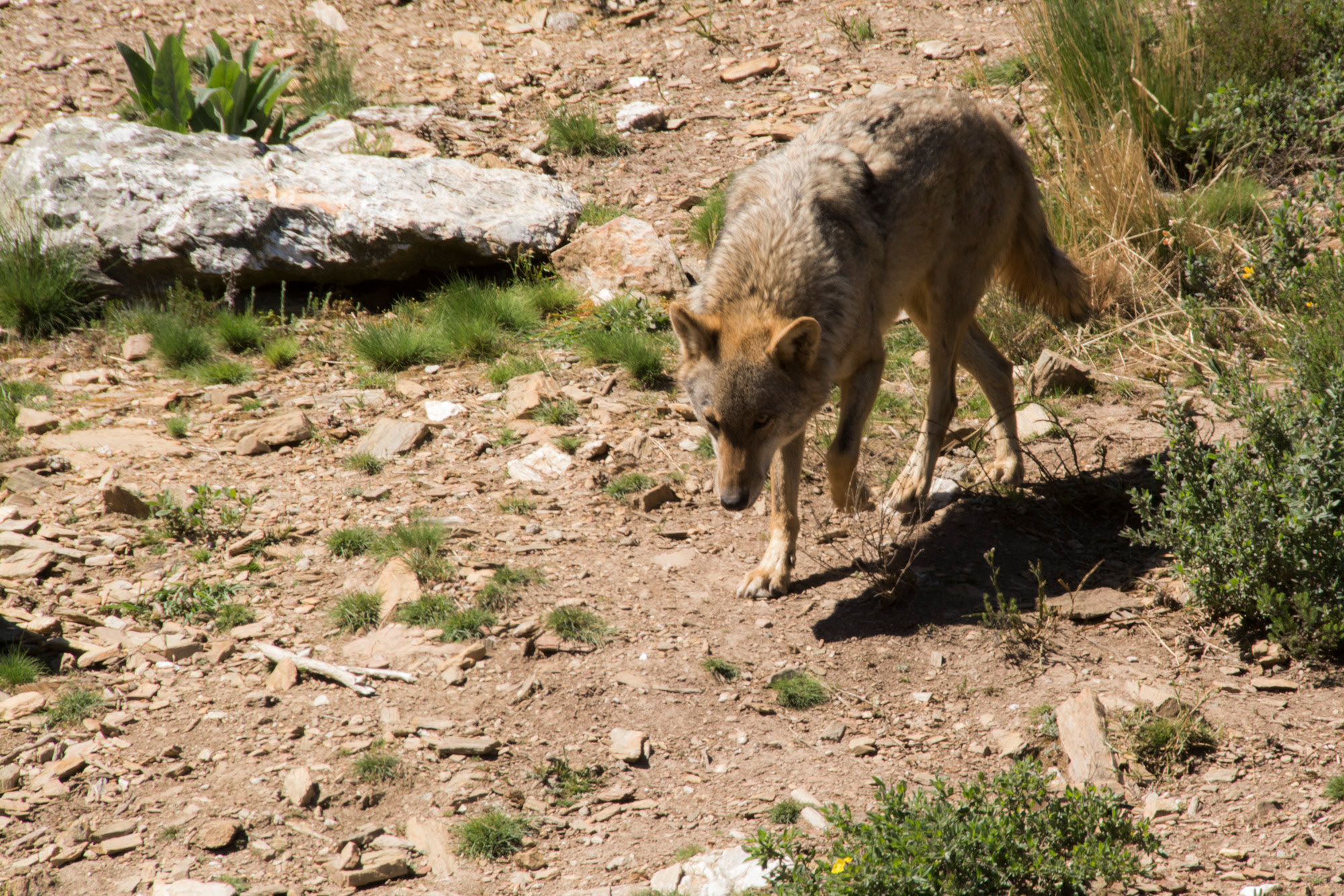 lobo, asaja, león
