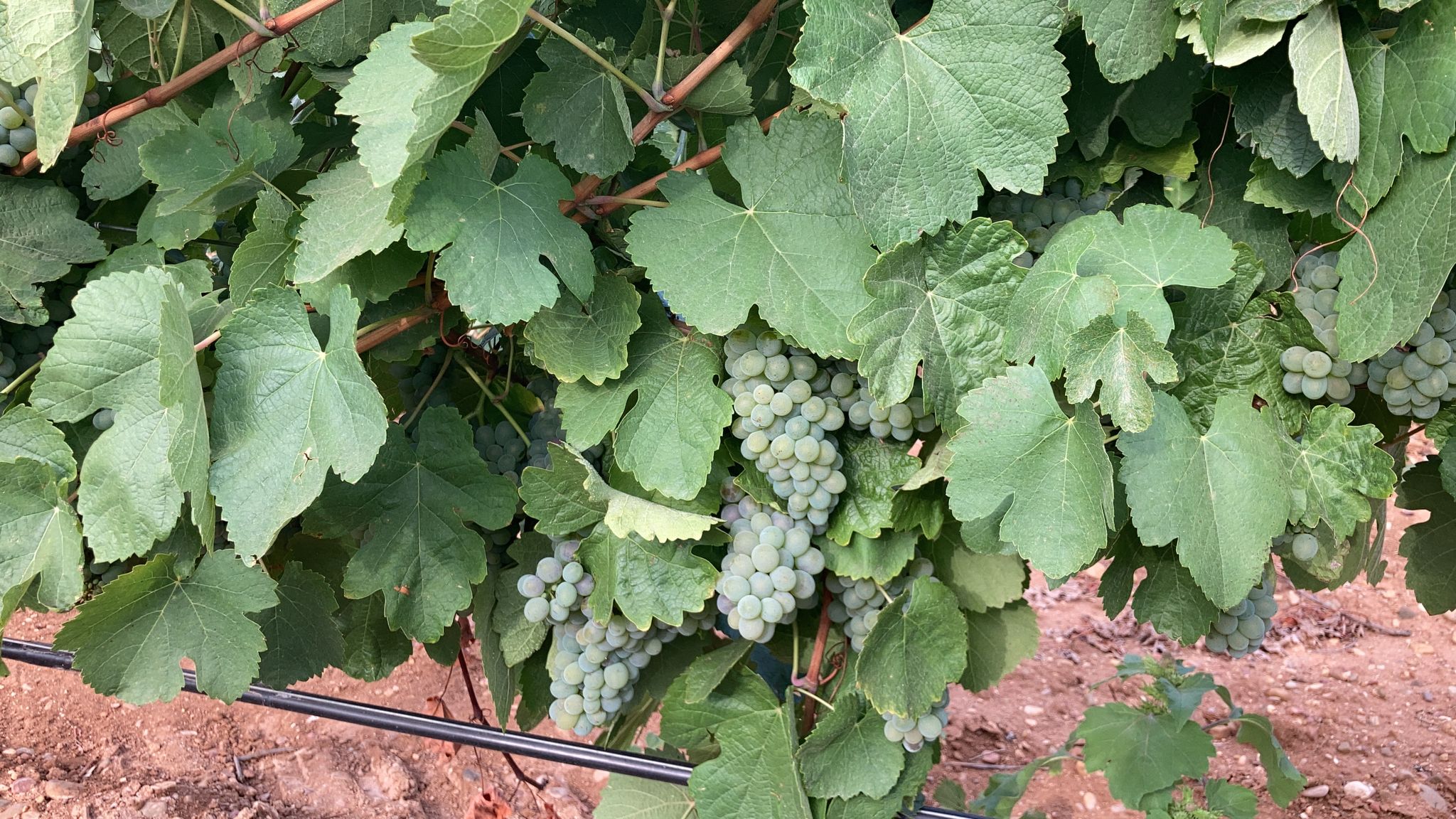 Agravio Comparativo para la DO Rueda: La Suspensión de la Incorporación de la Variedad Godello