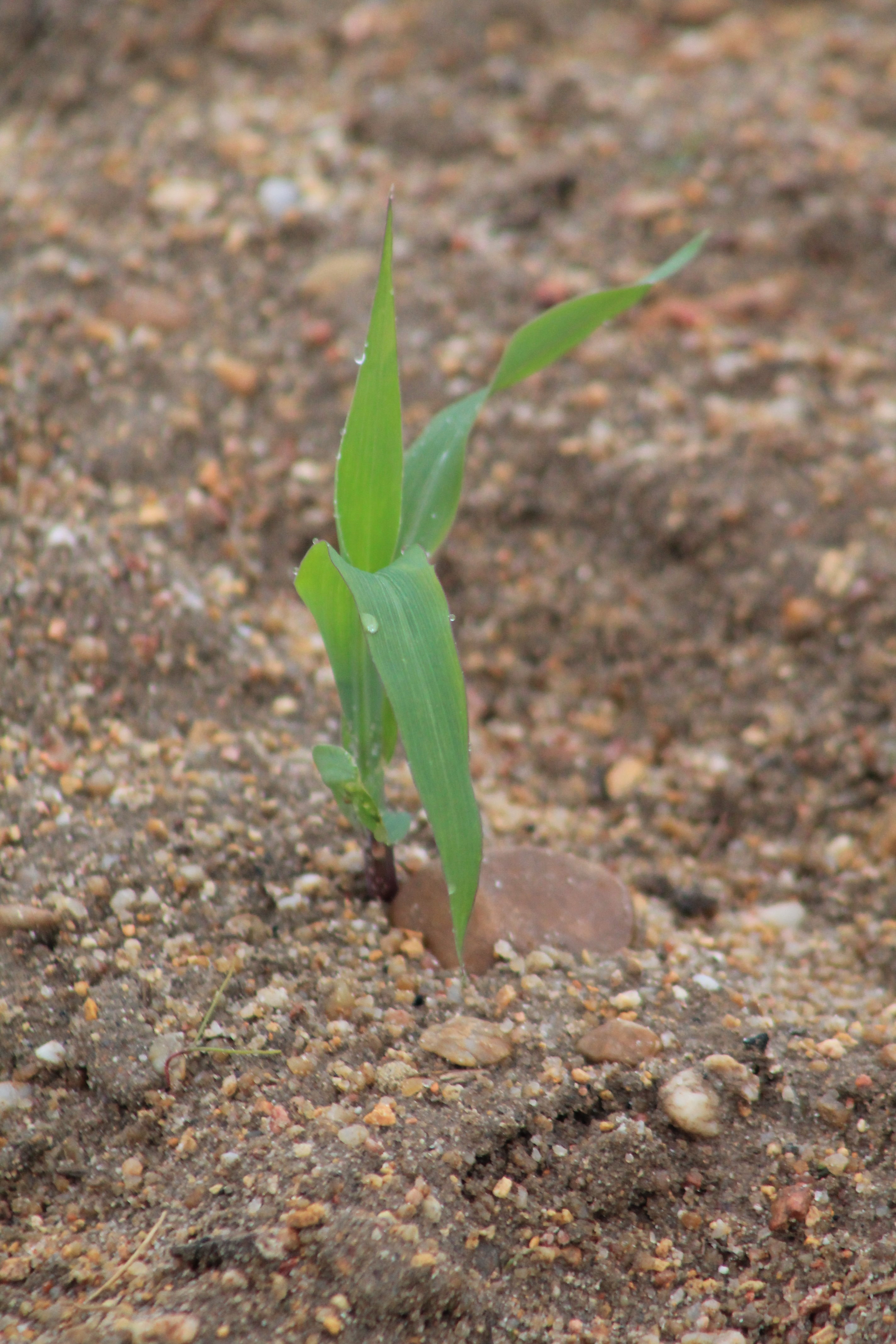 lonja, del ebro, maíz