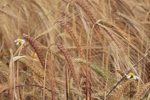 cereales, cebada lechones