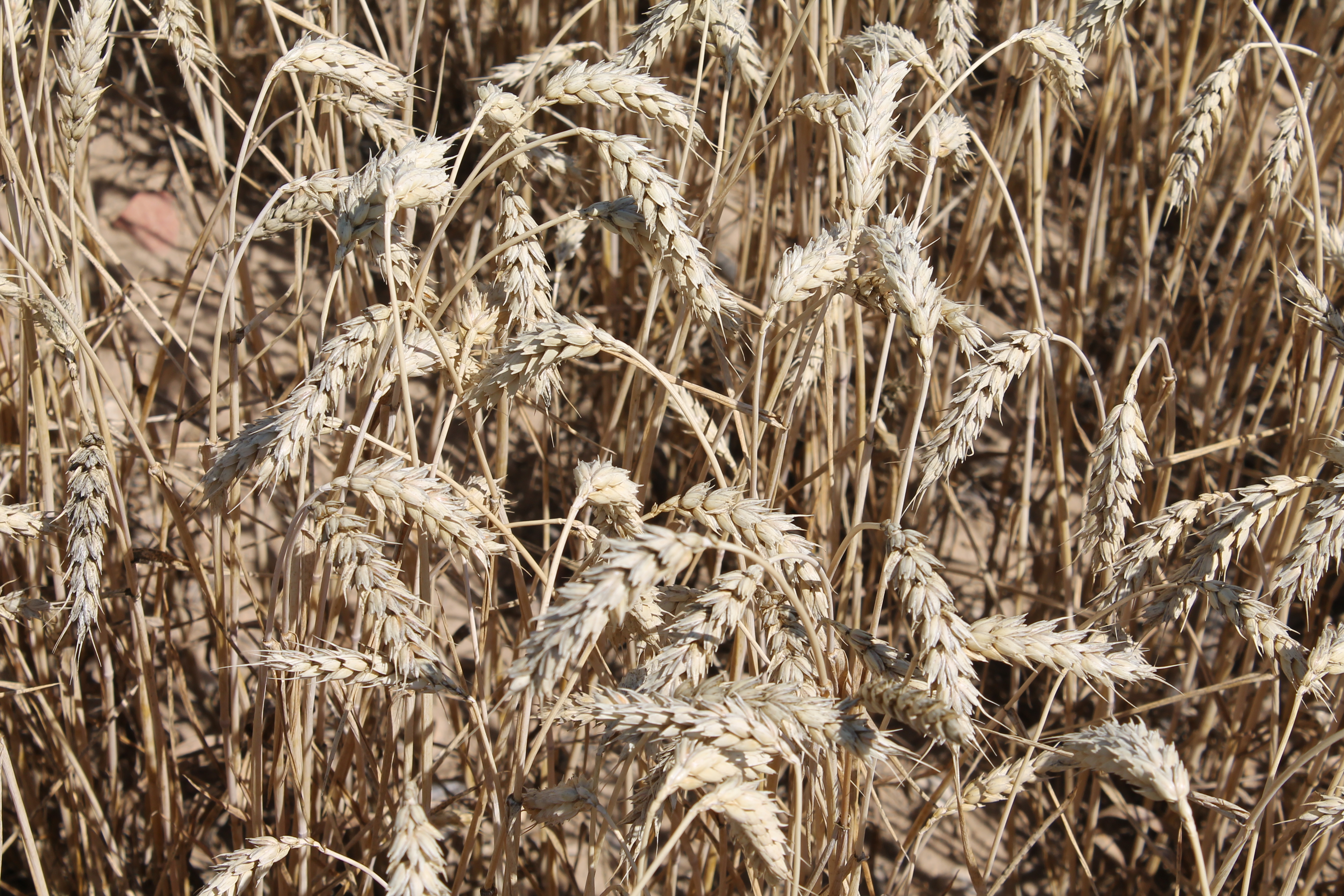 trigo duro, usda secanos vivos