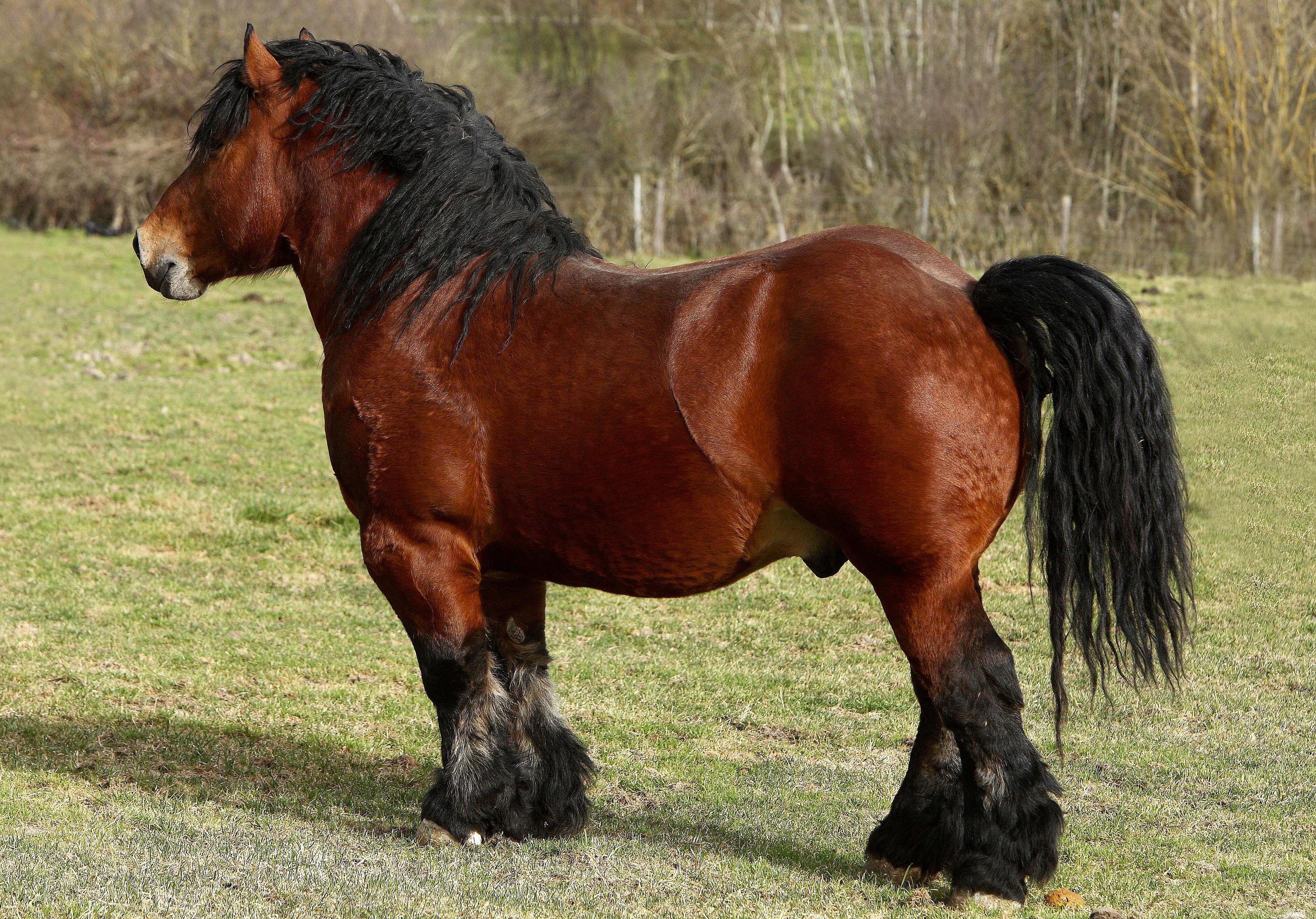 carne de caballo