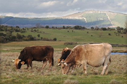 La Ganadería en España