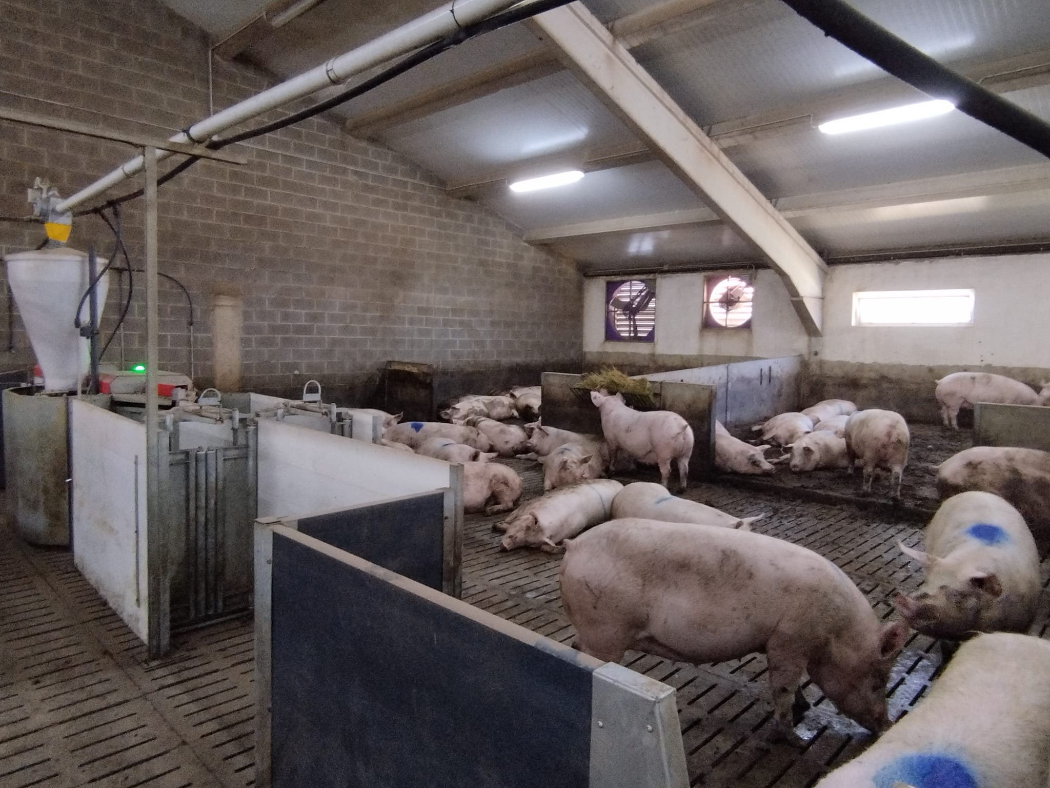 porgaor, porcino, lechones