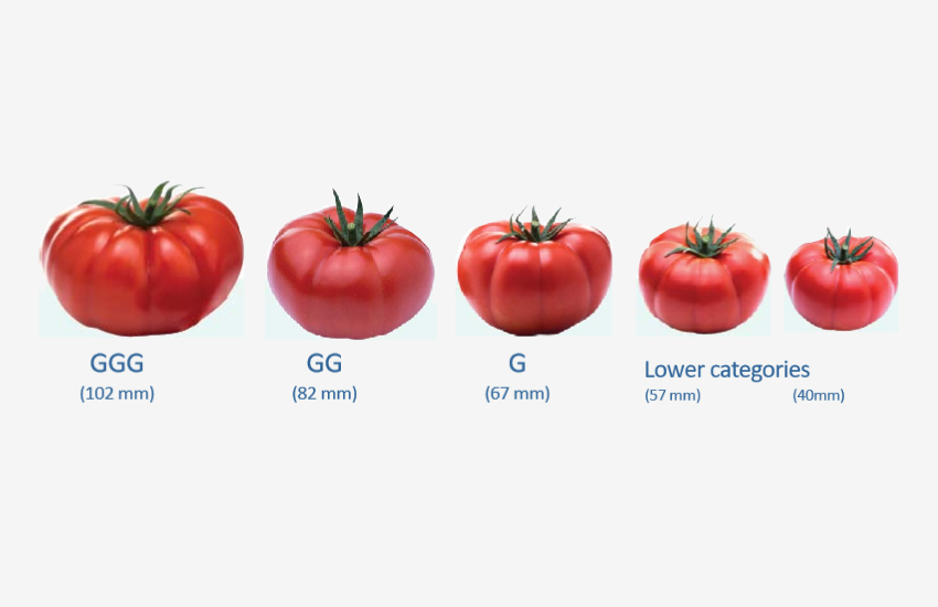 tomates
