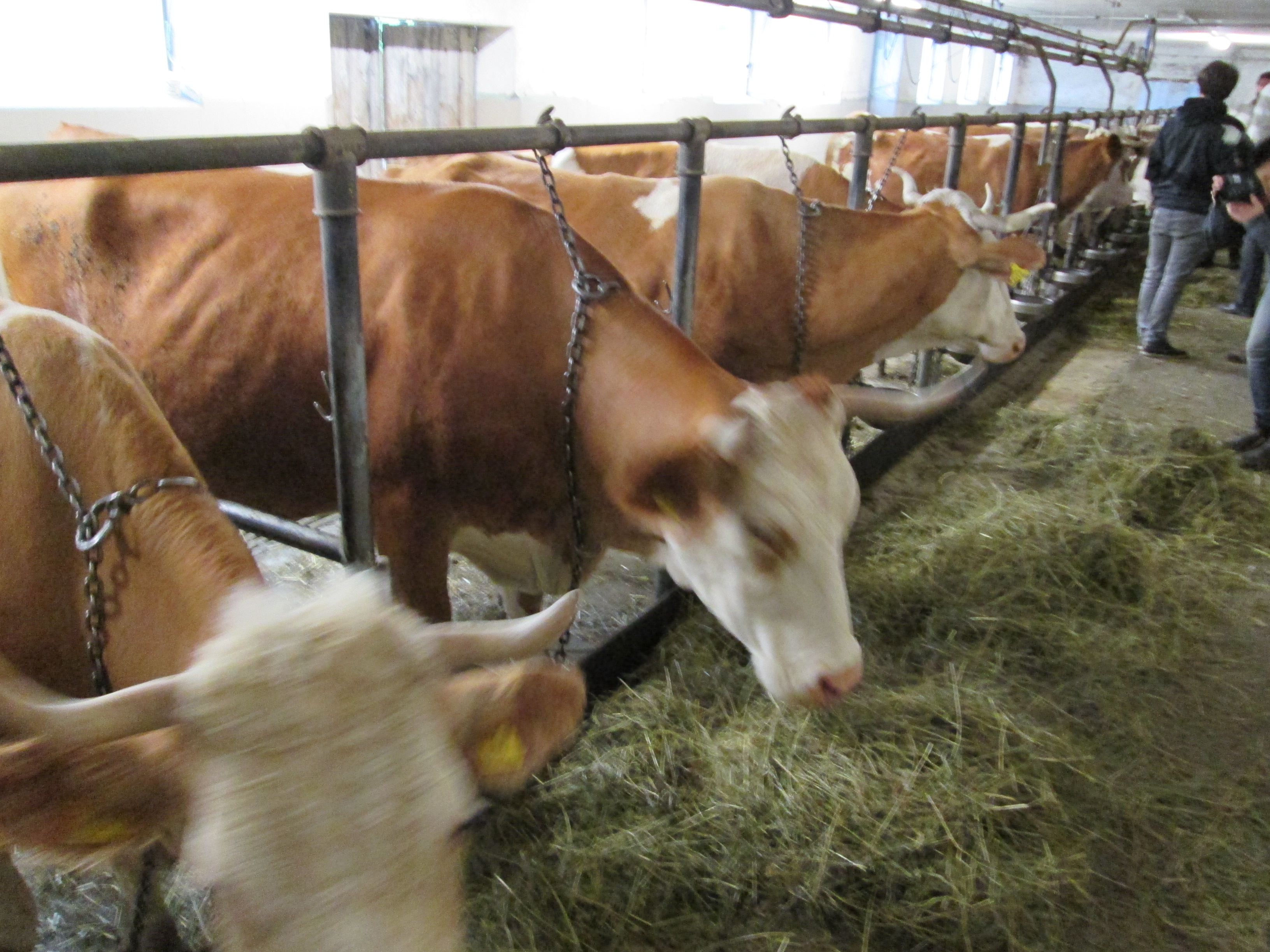 mercado, leche de vaca, fonterra, cereales leche de vaca ecológica