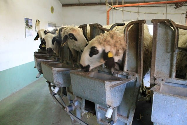 precios, ovino, ovino y caprino leche oveja Precio