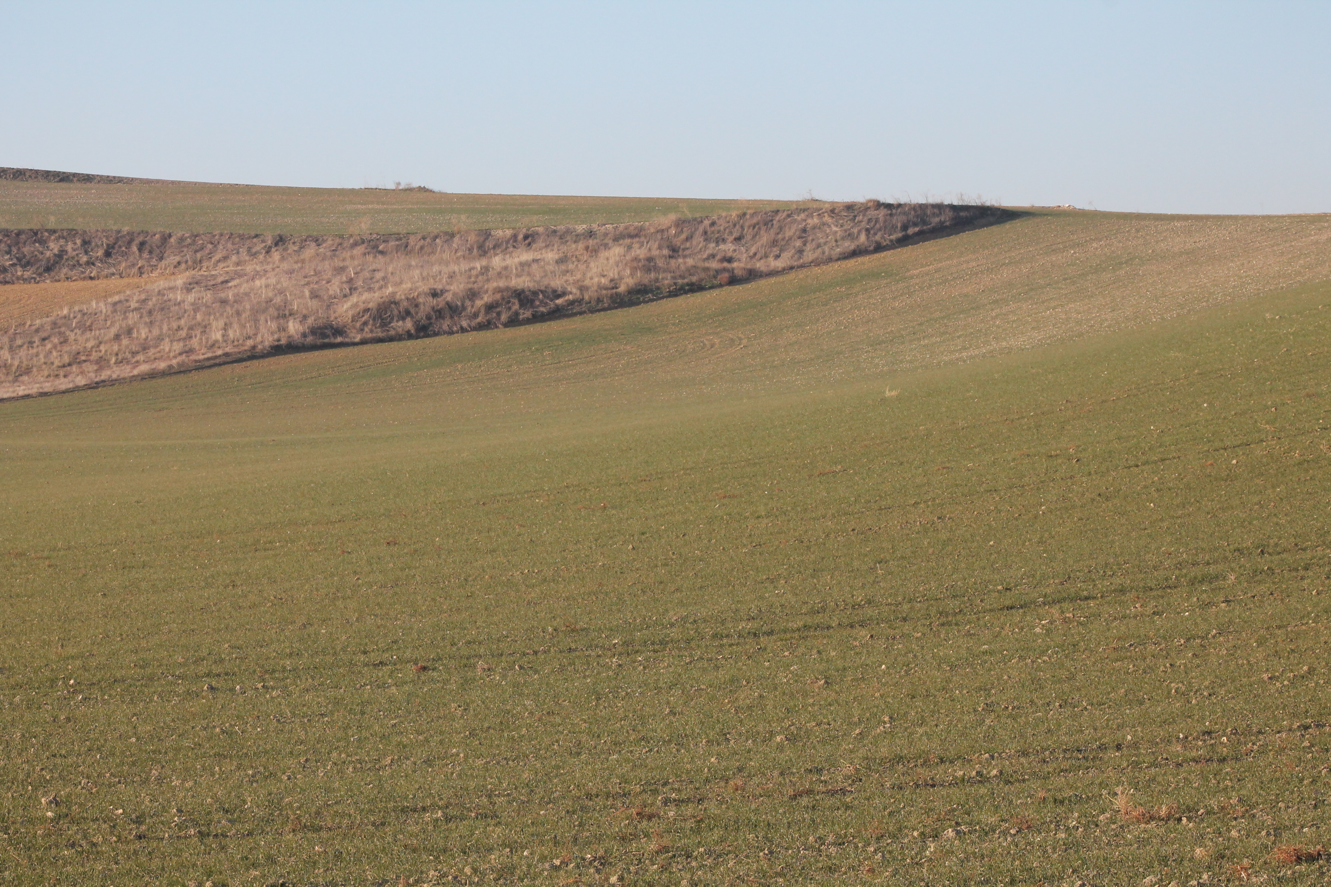 trigo, cebada, cosecha