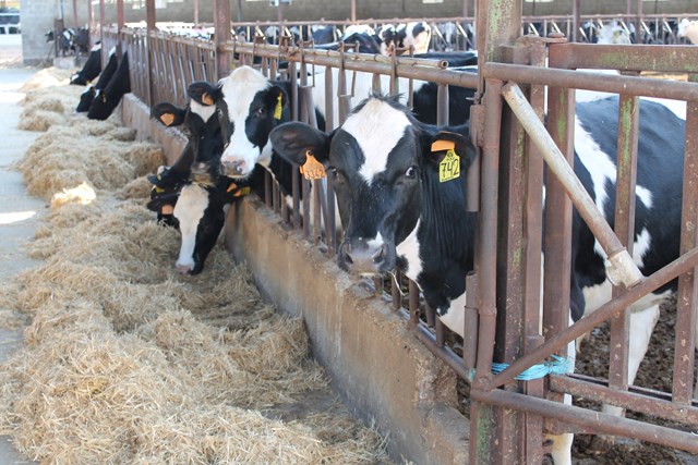 leche vaca