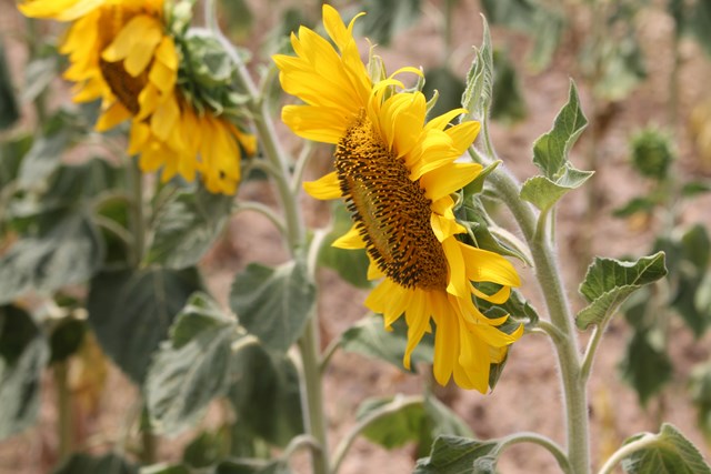 soja, girasol, sevilla, maíz, trigo