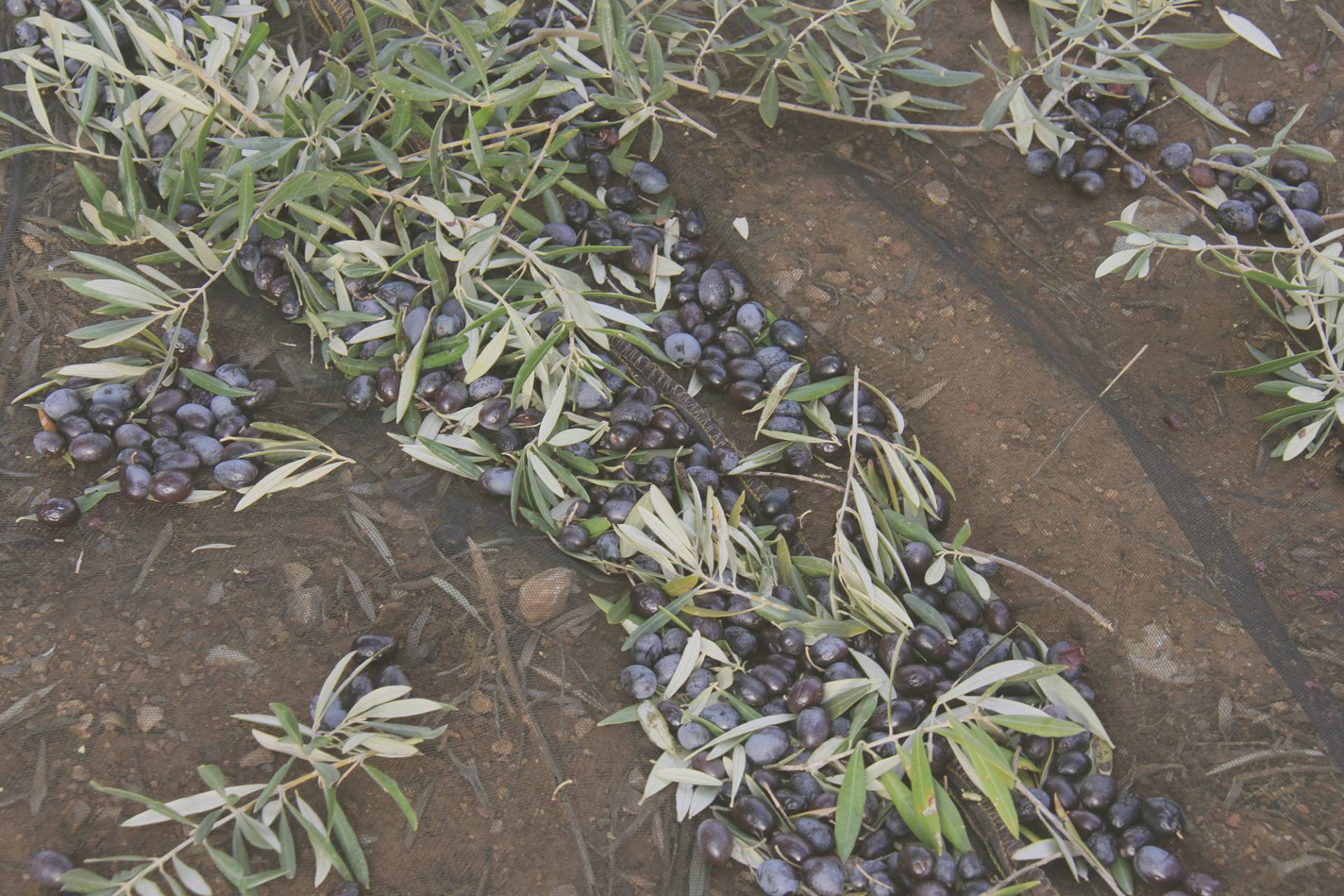 aceite