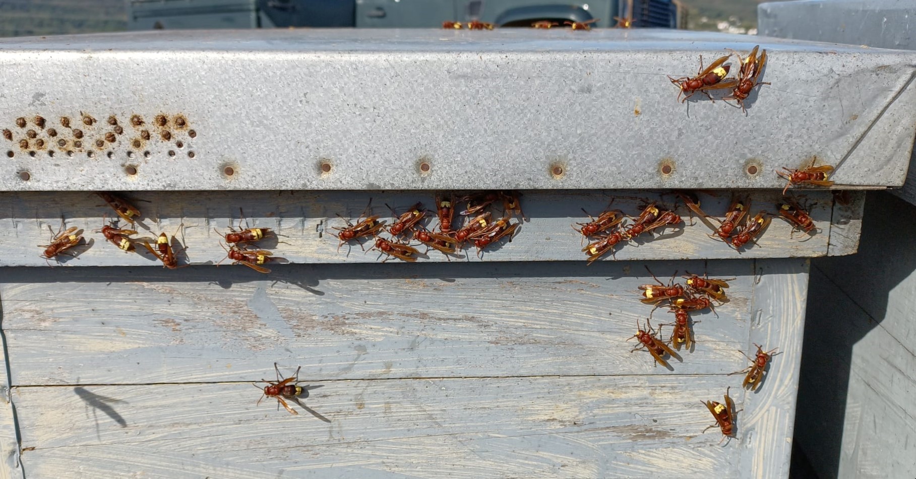 vespa orientalis coag