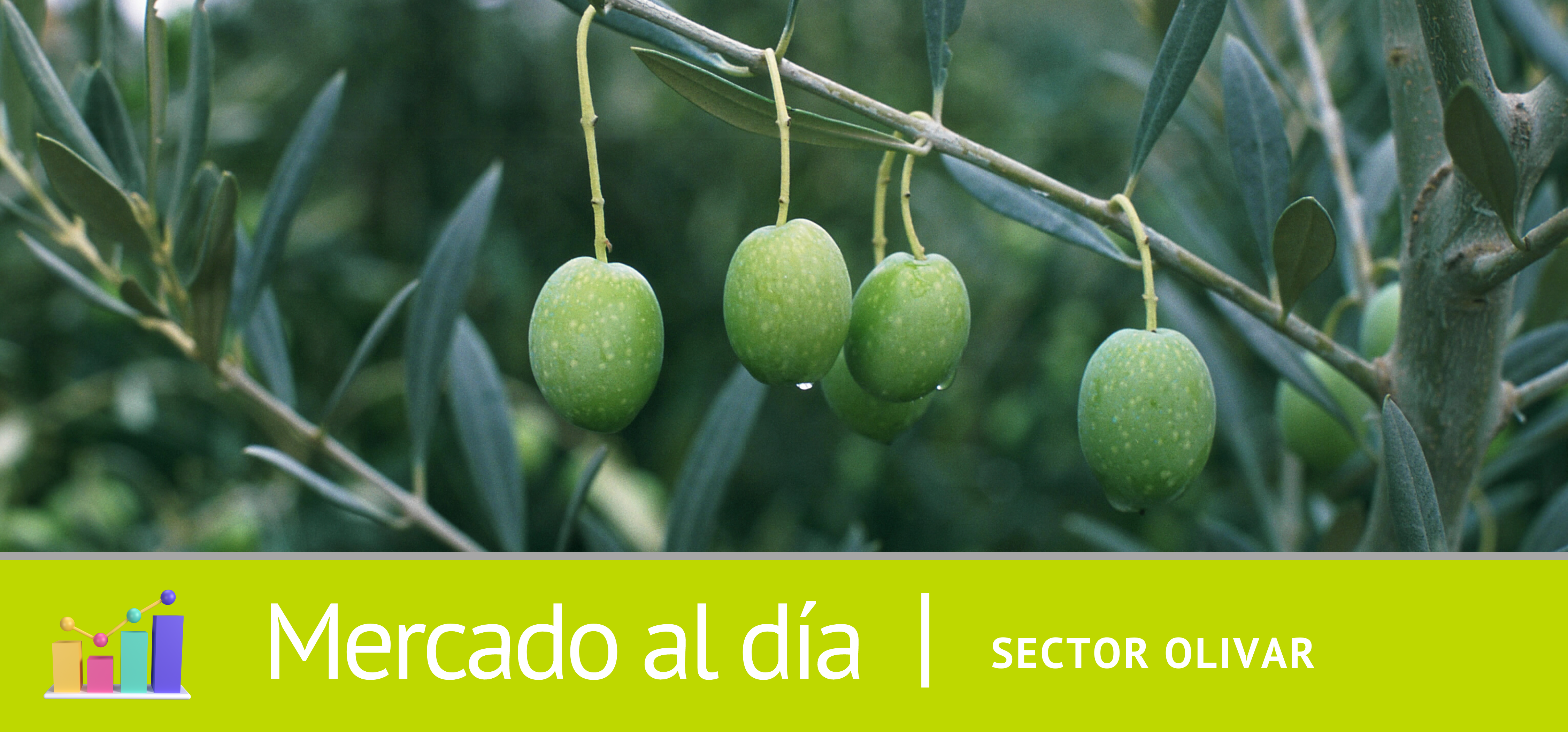 aceite de oliva
