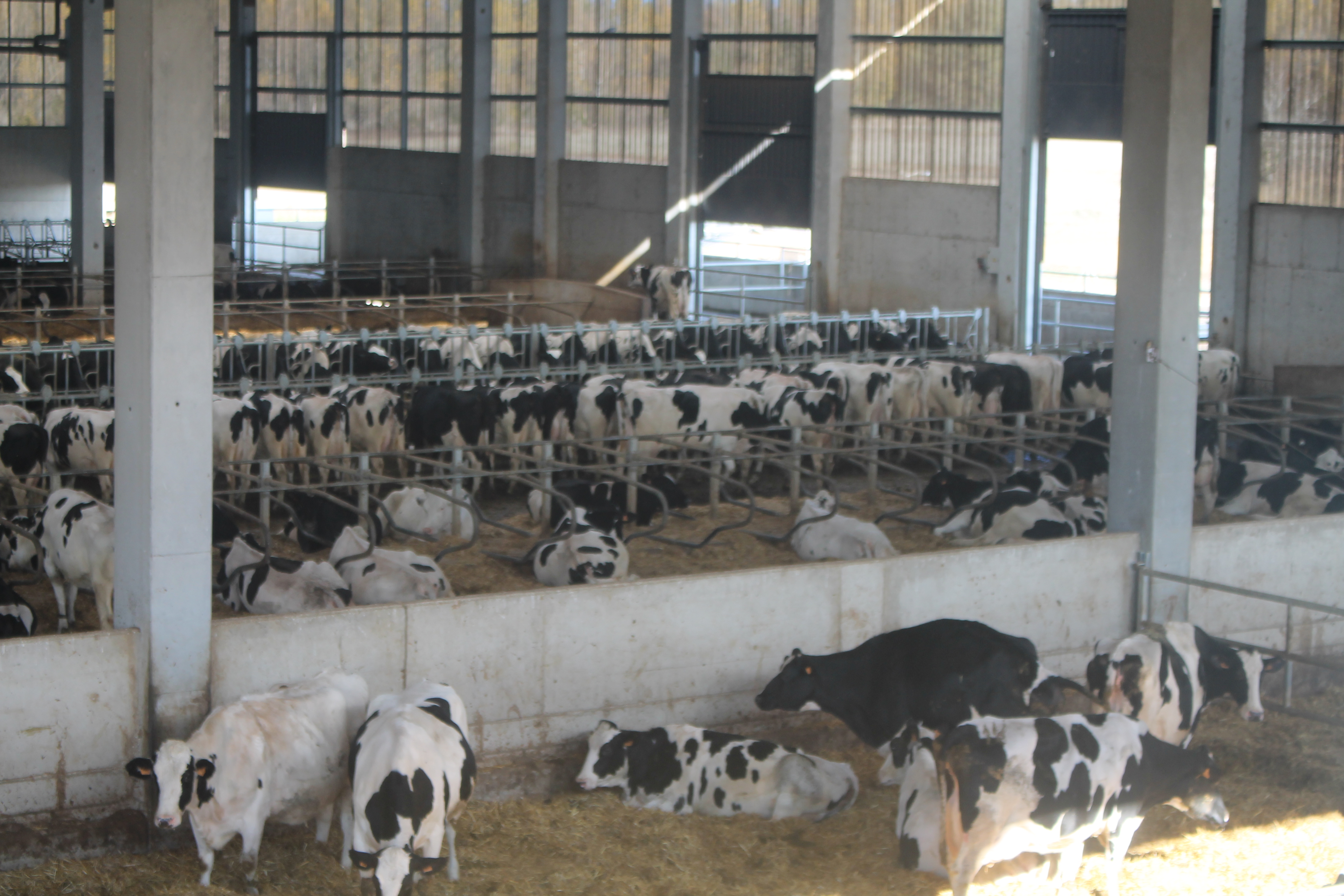 leche de vaca, paro agrario