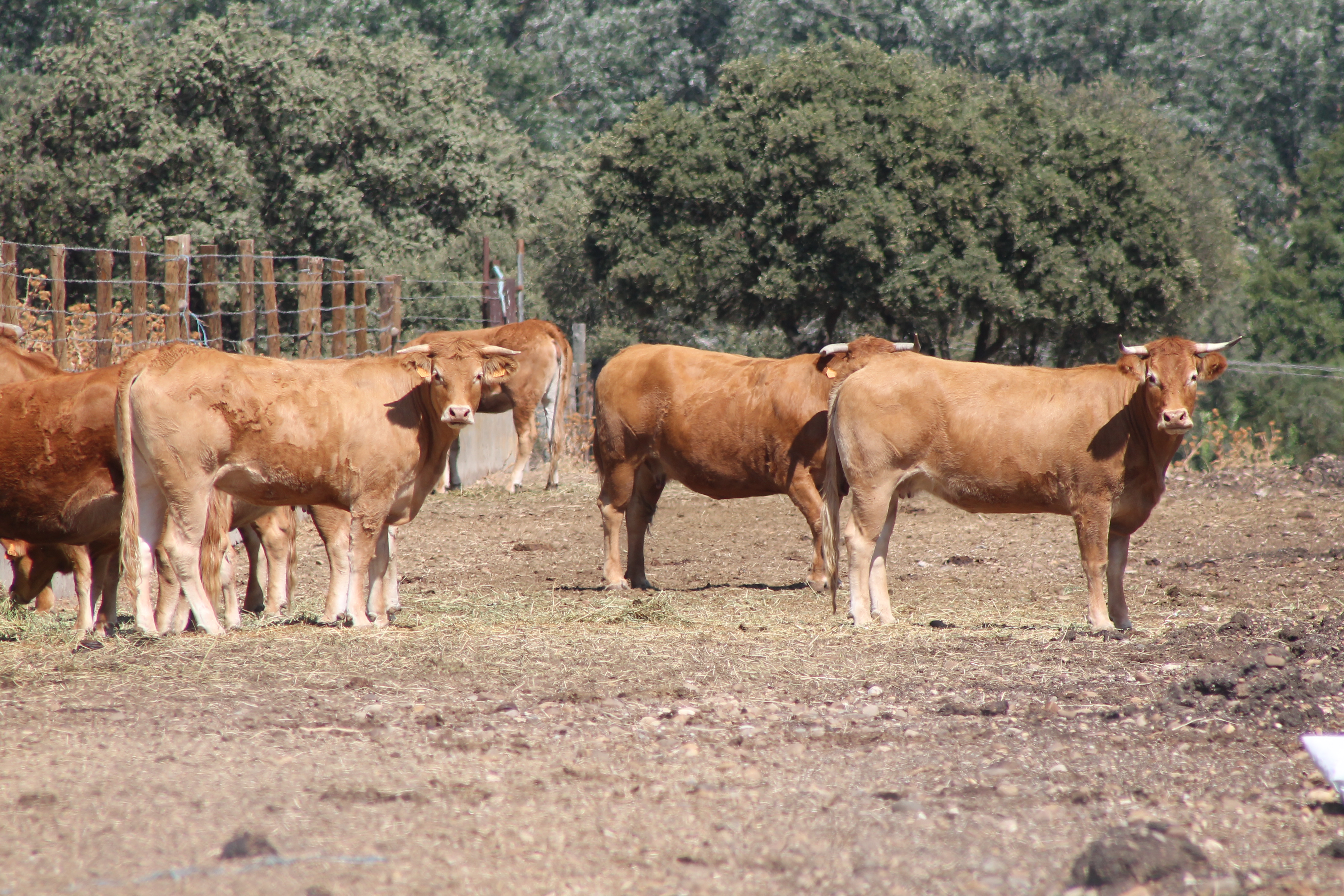 carne de vacuno, asaja