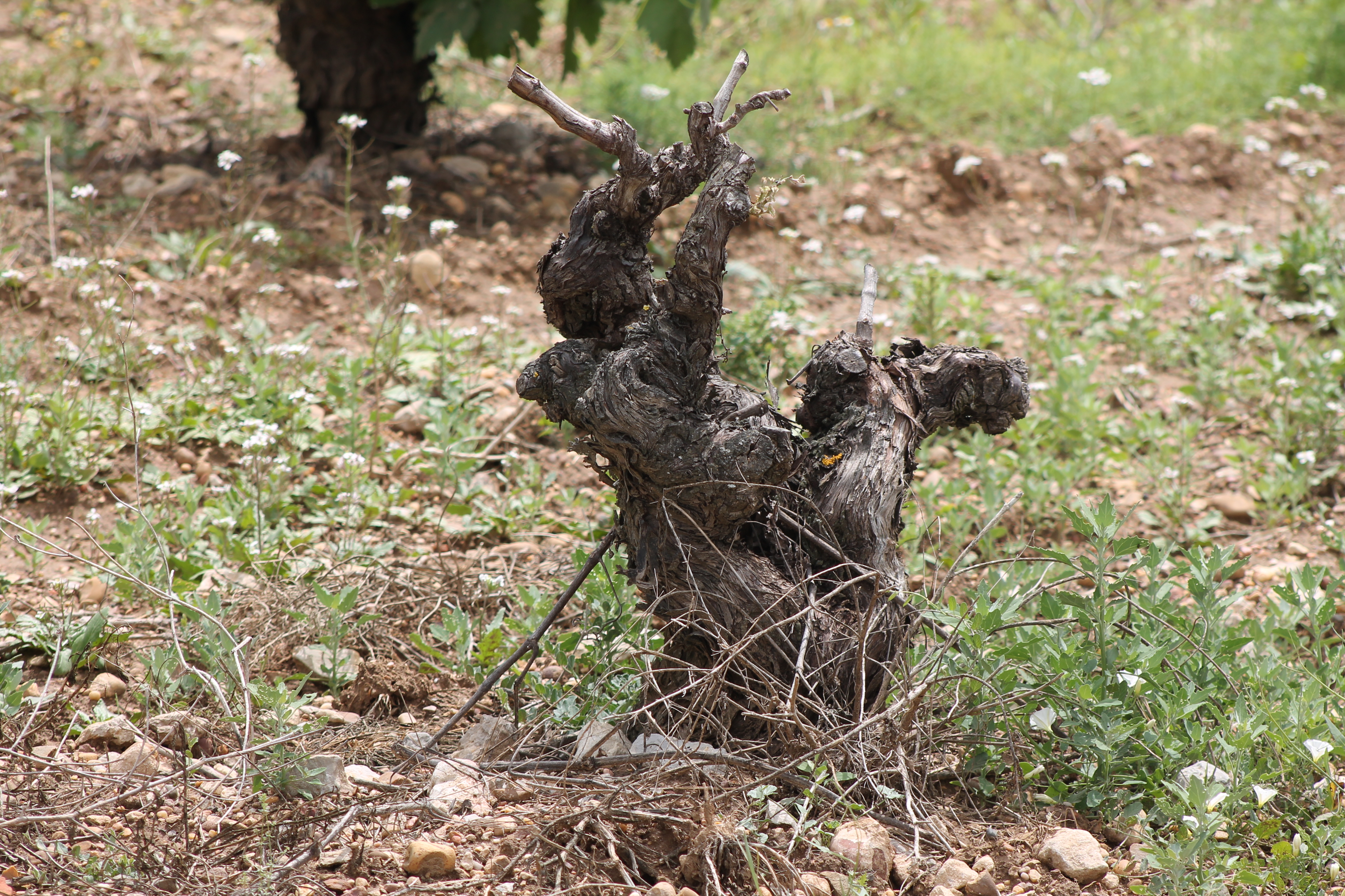 vino, riberra del duero, vitivinícola